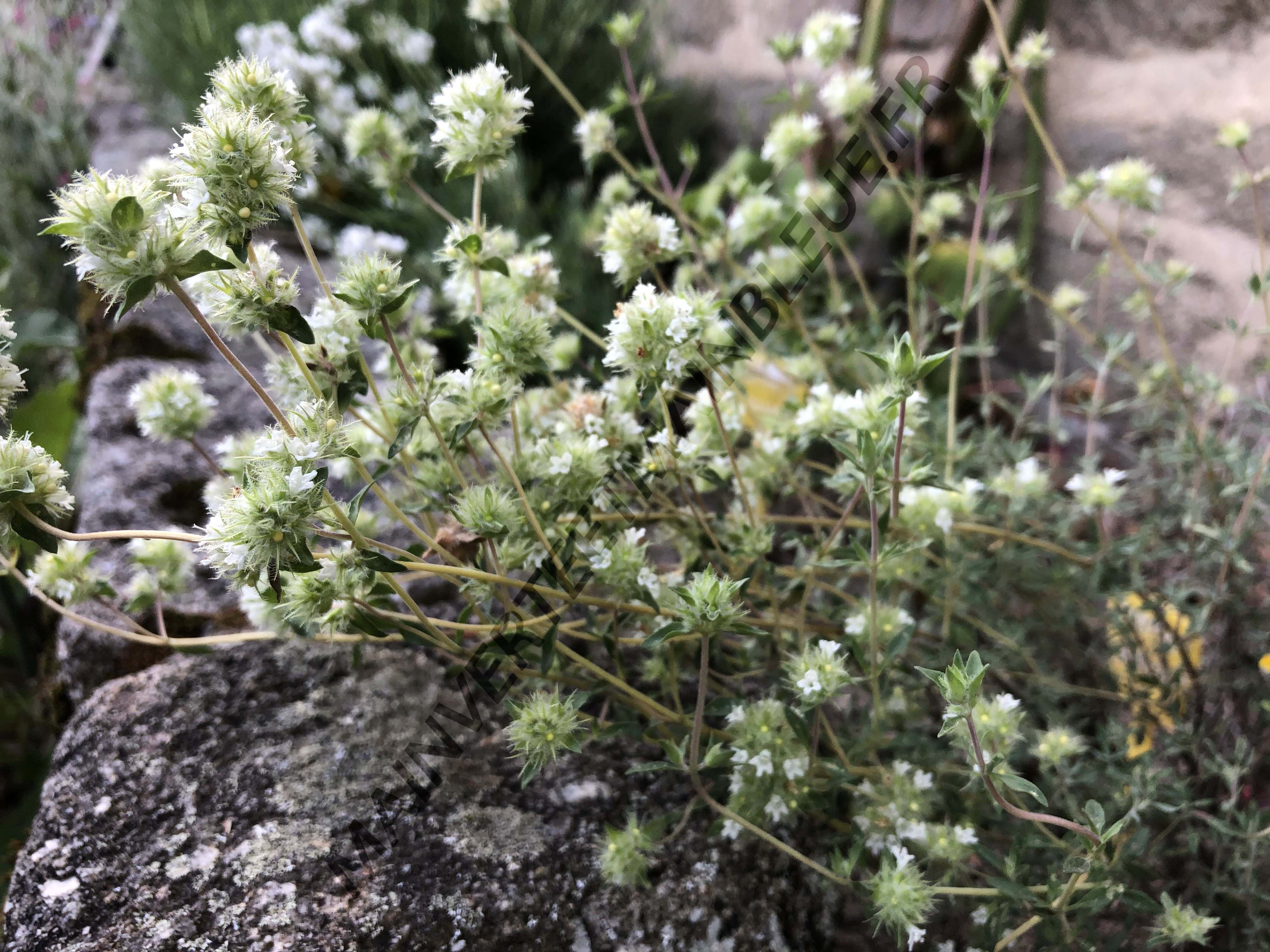 THYM RESINEUX<br><i><b>Thymus mastichina</i></b>