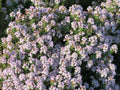 THYM COMMUN, FARIGOULE<br><i><b>Thymus vulgaris</i></b>