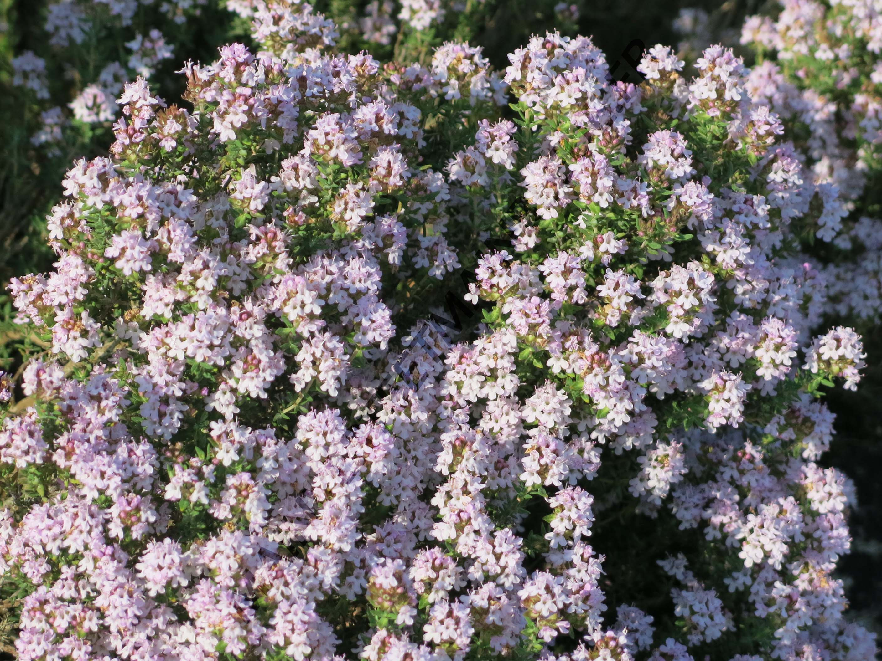 THYM COMMUN, FARIGOULE<br><i><b>Thymus vulgaris</i></b>