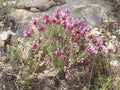 THYM A LONGUES FLEURS<br><i><b>Thymus longiflorus</i></b>
