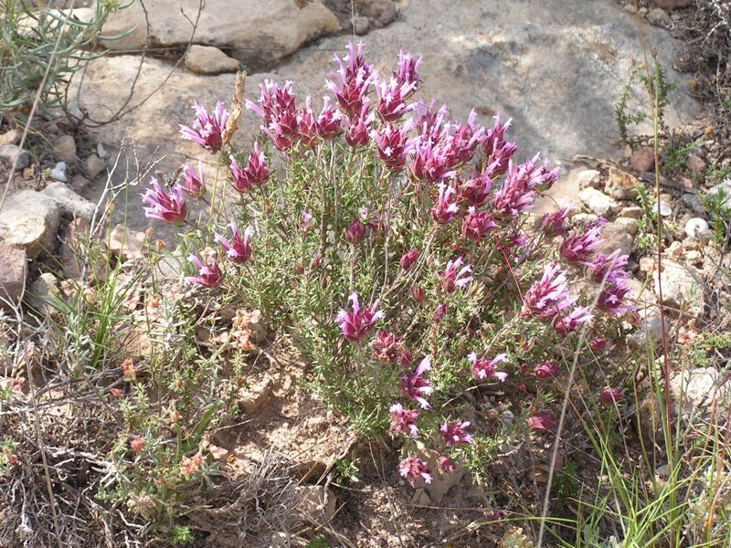 THYM A LONGUES FLEURS<br><i><b>Thymus longiflorus</i></b>