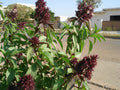 TULSI, BASILIC SACRÉ<br><i><b>OCIMUM sanctum  (Ocimum tenuiflorum)</i></b>