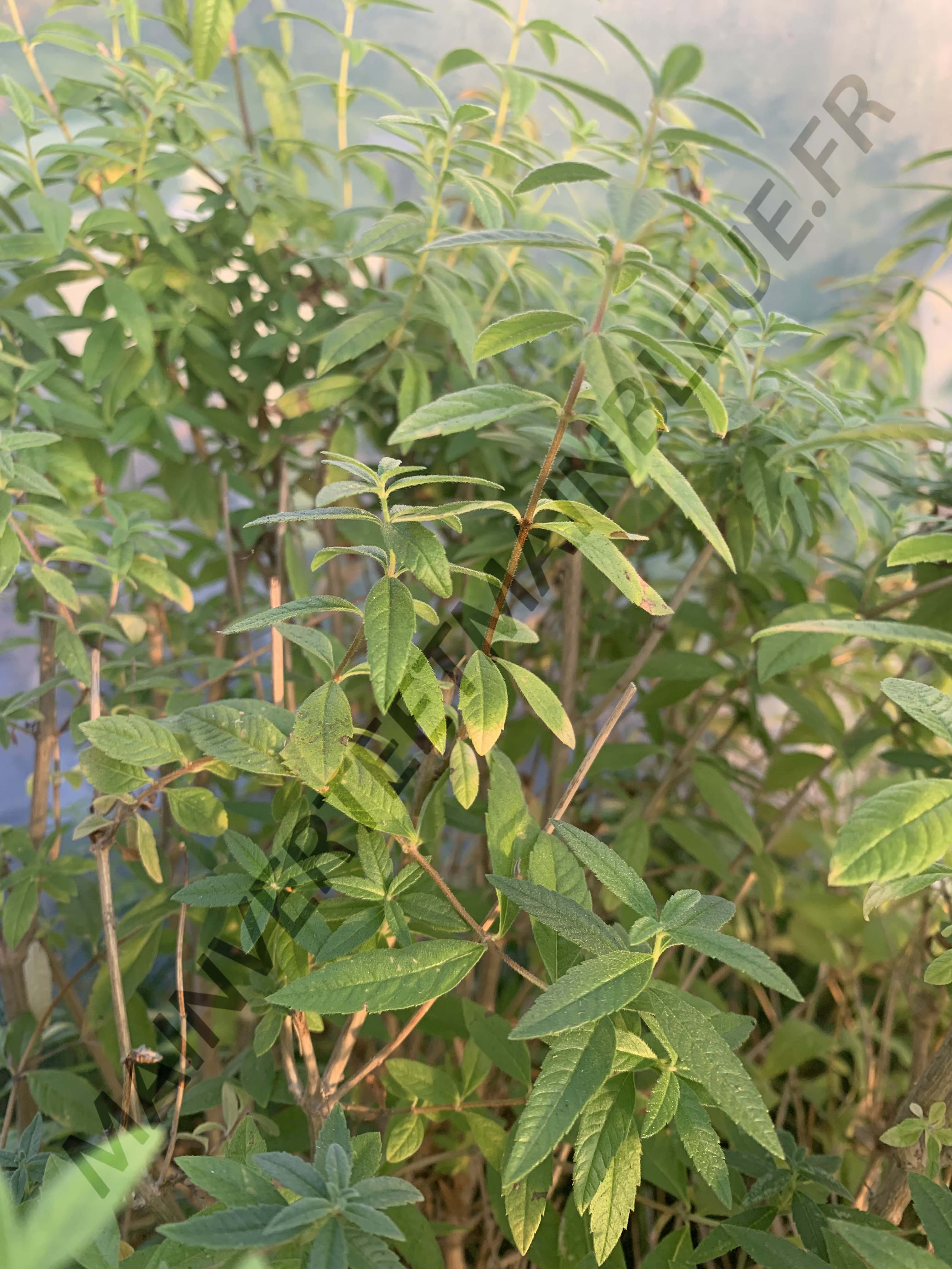 VERVEINE CITRON<br><i><b>Aloysia citriodora</i></b>