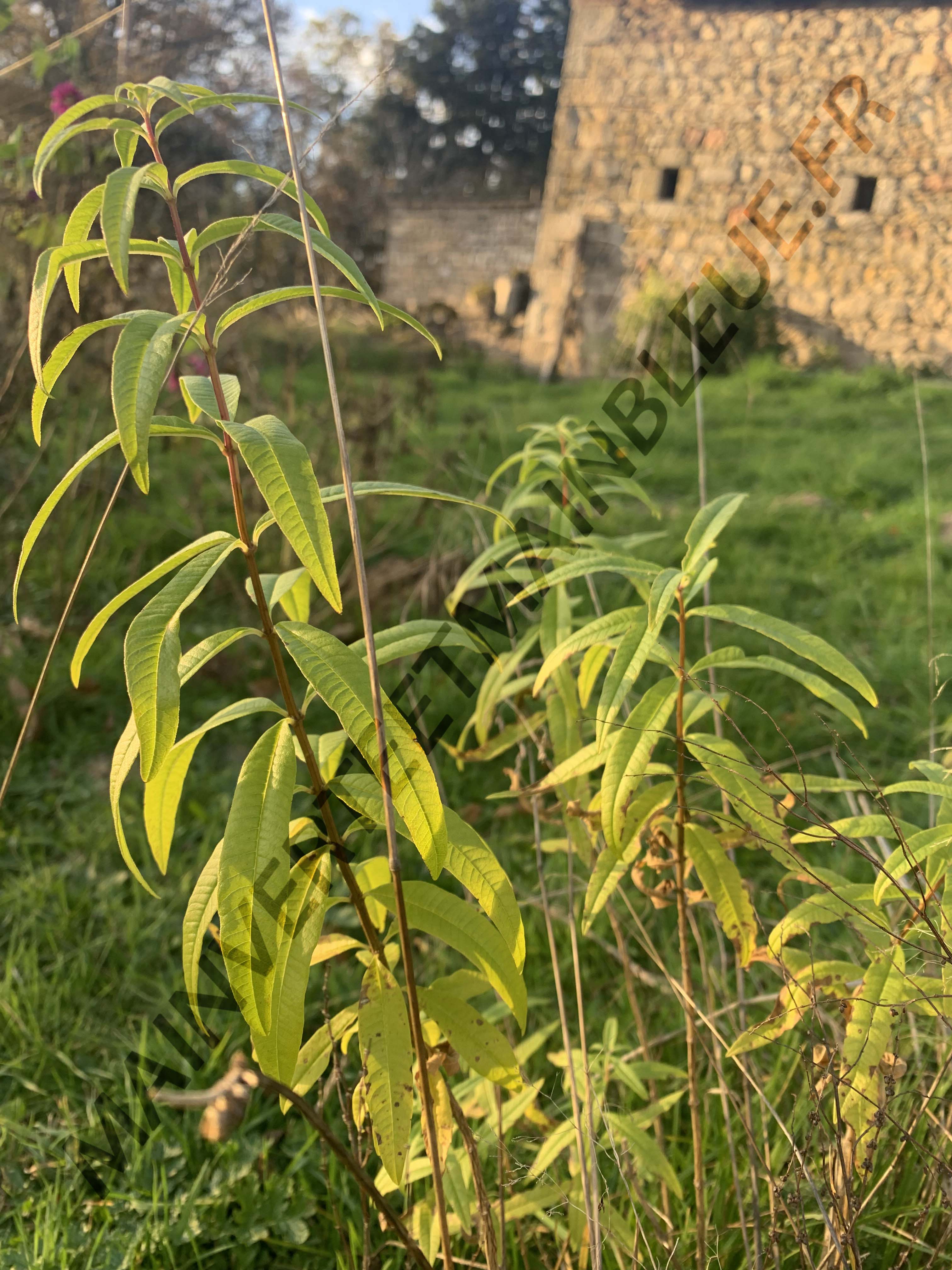 VERVEINE CITRON<br><i><b>Aloysia citriodora</i></b>