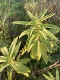 VERVEINE CITRON<br><i><b>Aloysia citriodora</i></b>