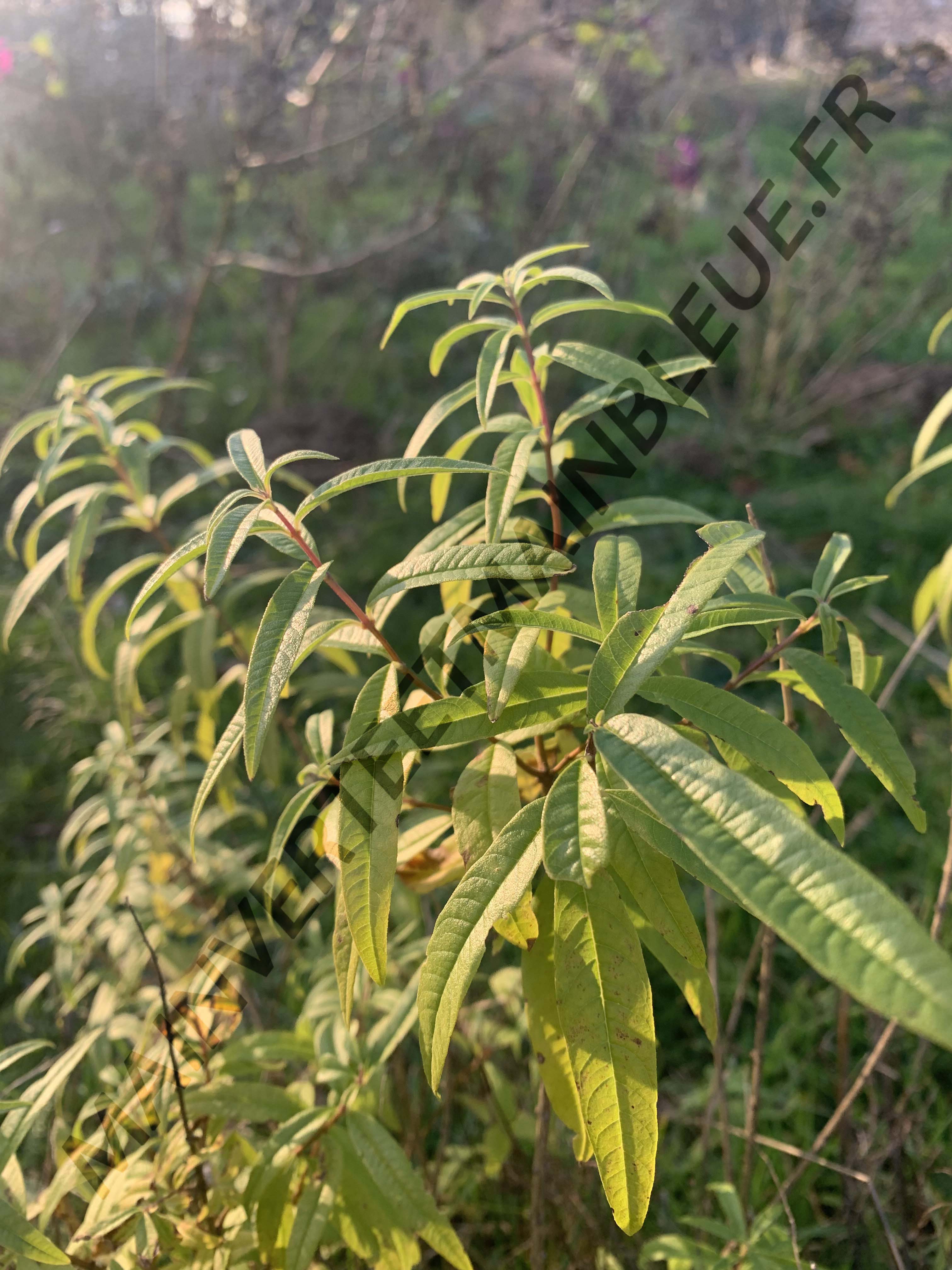 VERVEINE CITRON<br><i><b>Aloysia citriodora</i></b>