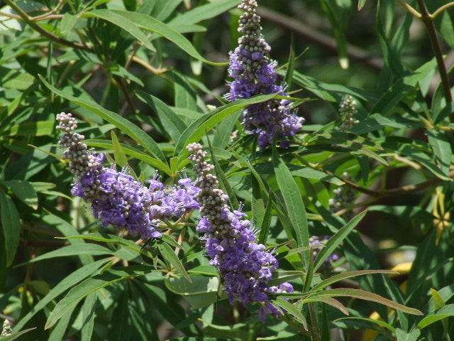 GATTILIER, POIVRE DES MOINES<br><i><b>Vitex agnus-castus</i></b>