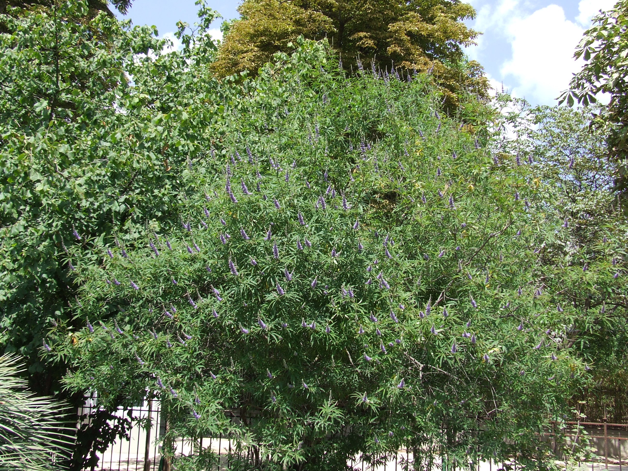 GATTILIER, POIVRE DES MOINES<br><i><b>Vitex agnus-castus</i></b>