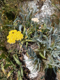 ACHILLÉE DE MACEDOINE<br><i><b>Achillea clypeolata</i></b>