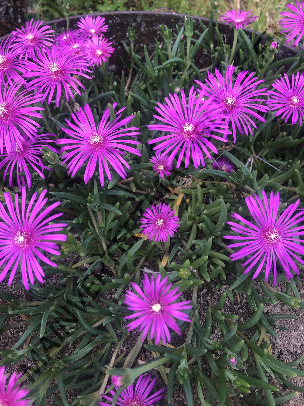 POURPIER VIVACE DE COOPER<br><i><b>Delosperma cooperi</i></b>
