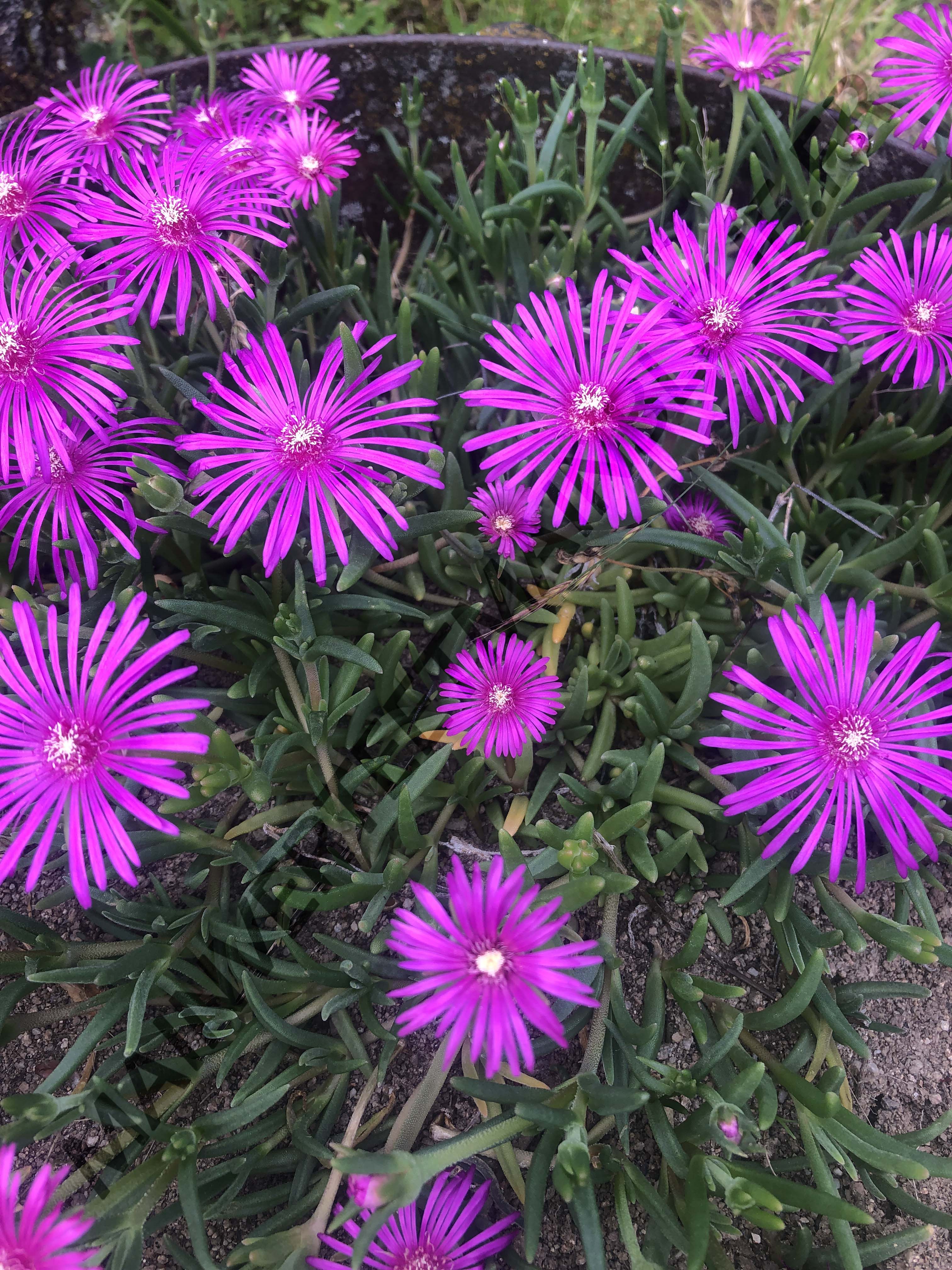 POURPIER VIVACE DE COOPER<br><i><b>Delosperma cooperi</i></b>