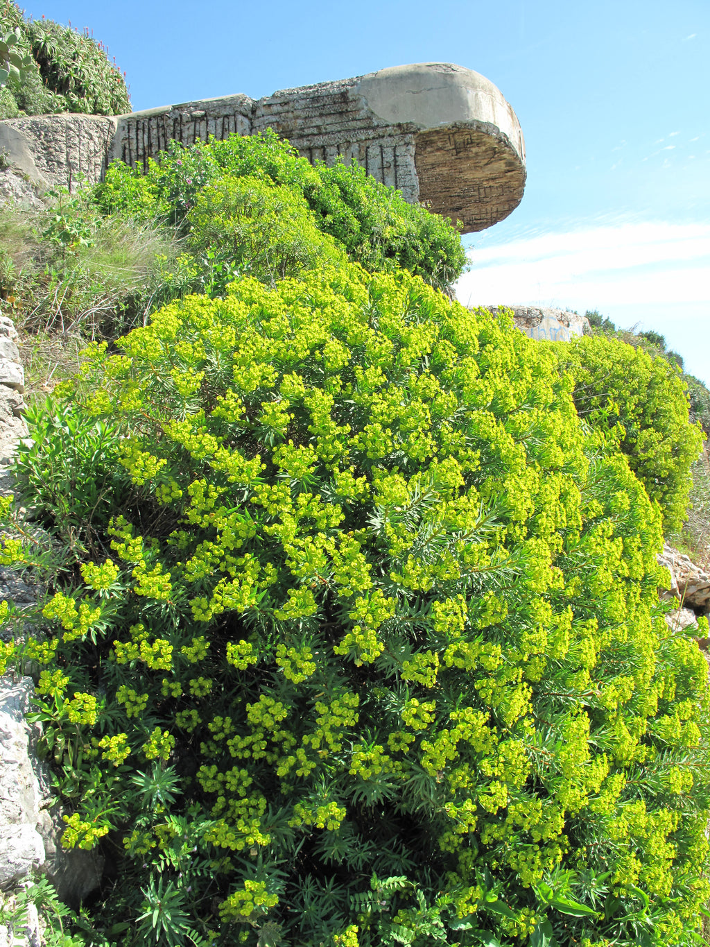 EUPHORBE DES GARRIGUES<br><i><b>Euphorbia characias subps.wulfenii</i></b>