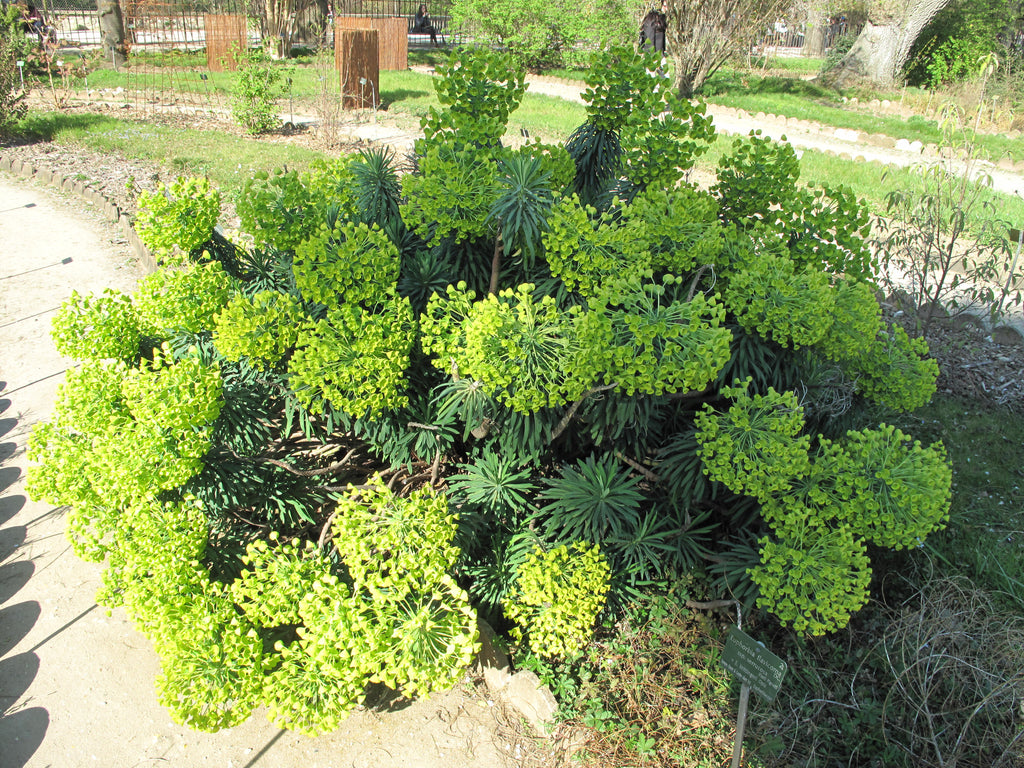 EUPHORBE DES GARRIGUES<br><i><b>Euphorbia characias subps.wulfenii</i></b>