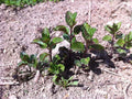 MENTHE BERGAMOTE<br><i><b>Mentha aquatica var. citrata 'Bergamote'</i></b>