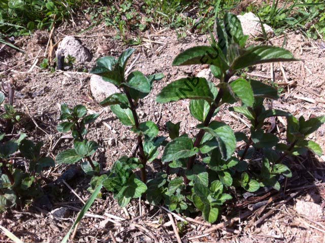 MENTHE POIVRÉE<br><i><b>Mentha X piperita</i></b>