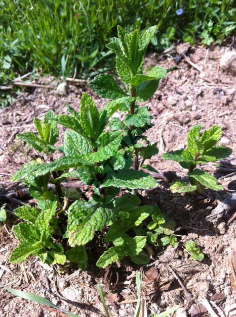 MENTHE VERTE, MENTHE EN ÉPI<br><i><b>Mentha spicata</i></b>
