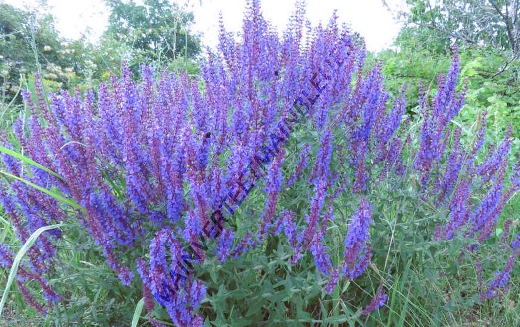 SAUGE AMPLEXICAULE<br><i><b>Salvia amplexicaulis</i></b>