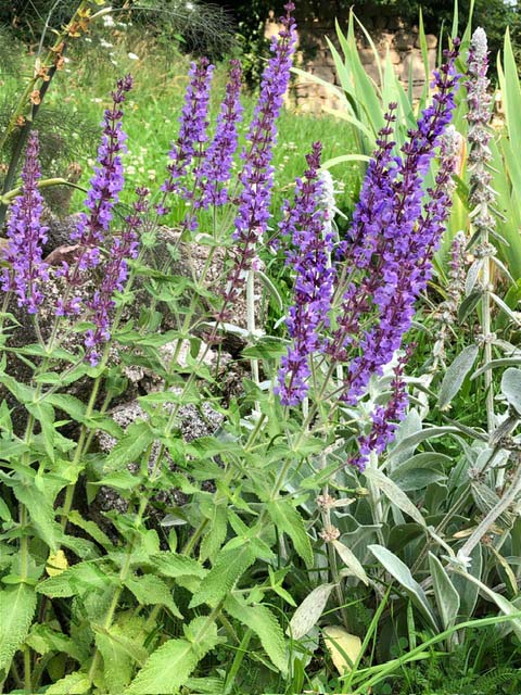 SAUGE AMPLEXICAULE<br><i><b>Salvia amplexicaulis</i></b>