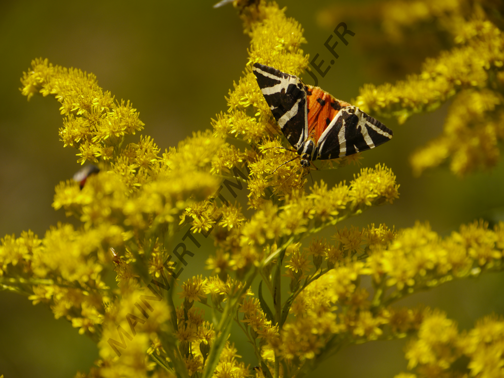 VERGE D'OR DU CANADA<br><i><b>Solidago canadensis</i></b>